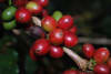 Coffee cherries