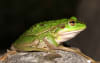 Growling Grass Frog