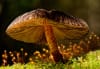 Plants and Fungi category first prize winner, Pluteus' Fireflies by Nic Wooding, New Zealand / TNC 2025 Oceania Photo Contest