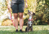 Sarah Rutten shares common dog training mistakes and how to fix them to build a strong and lasting relationship with your dog.