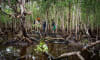 The team taking samples deep in the mangroves.