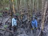 RMIT University scientists in the mangrove swamp collecting data on carbon sequestration.