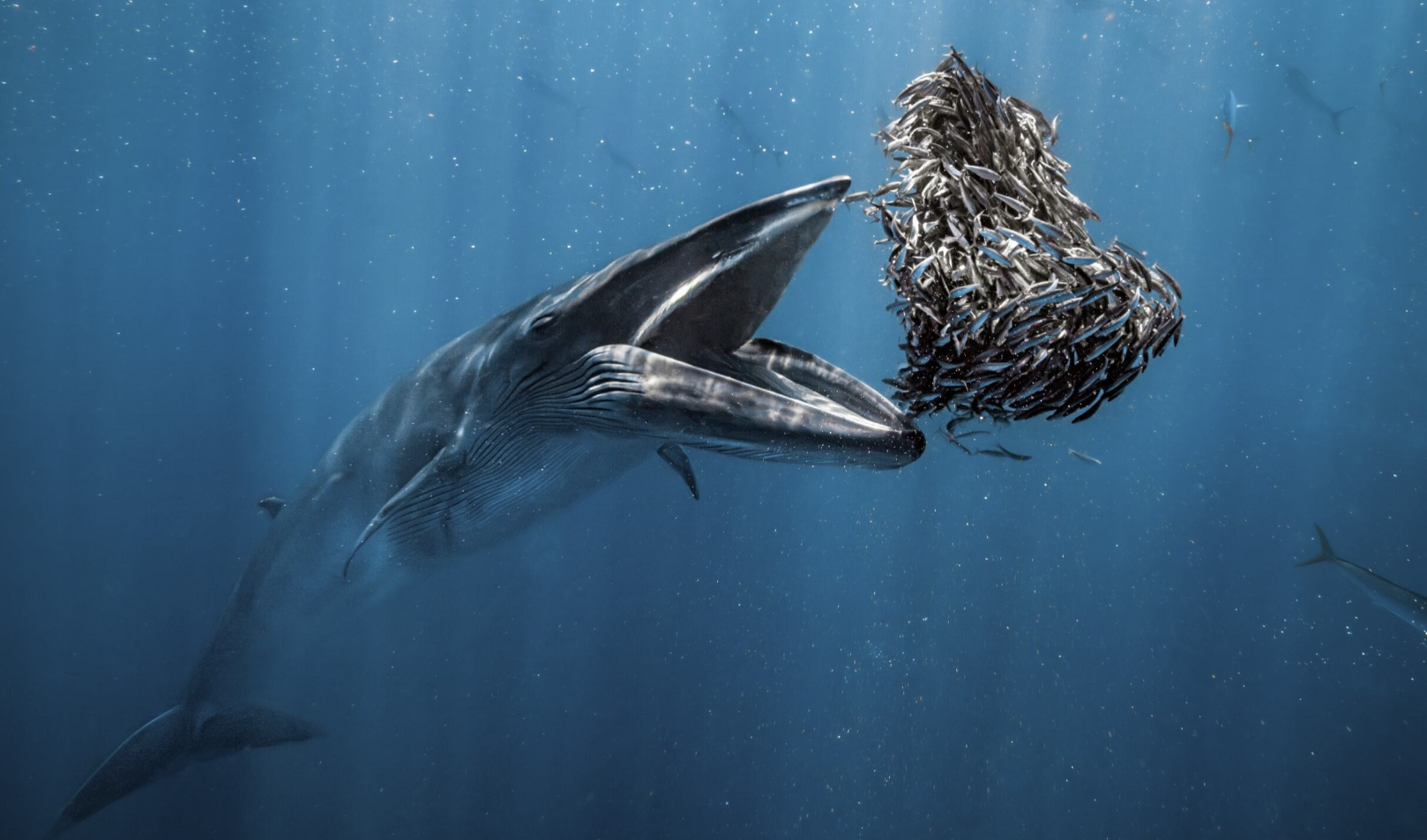 Rafael Fernández Caballero 
A Bryde's whale about to devour a heart-shaped baitball. 
Baja California Sur, Mexico 