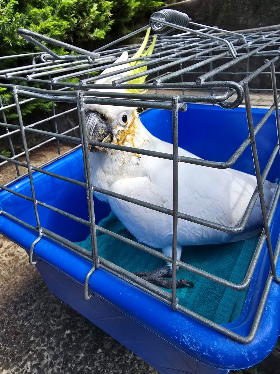 Cockatoo rescued at Matong Place Gymea Bay .